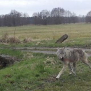 In un video gli allevatori del VCO rilanciano il loro allarme per il pericolo dei lupi