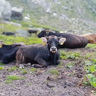 Le mucche da Pedriola hanno attraversato il ghiacciaio e sono tornate a valle