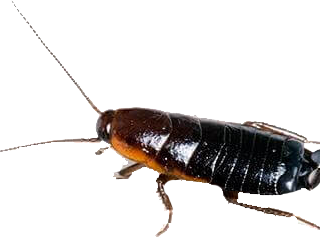 Disinfestazione blatte in casa