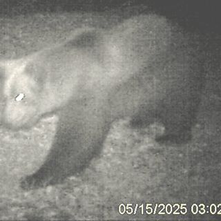 L’orso M29 torna in Val Grande: nuova osservazione nella zona nord del Parco VIDEO