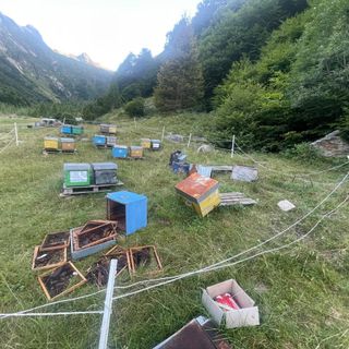 Orso in Valle Loana: il presidente Lana chiede alla Polizia Provinciale di intensificare i monitoraggi