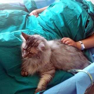 Pet therapy, l'assessore regionale Icardi annuncia la ripresa delle attività