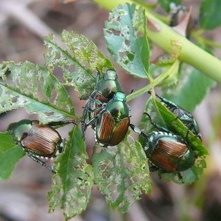 Gli strumenti per la lotta alla popillia japonica