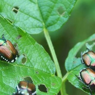Lotta alla Popillia japonica, aperto il bando regionale da 813 mila euro per le reti anti insetto