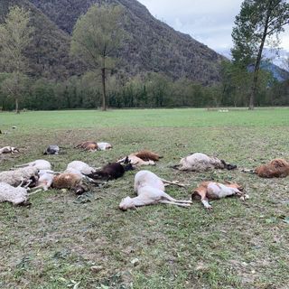 ''Abbiamo perso tutto il bestiame. Di contributi neppure l'ombra''