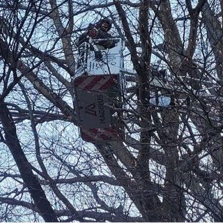Rami pericolanti al parco di Villa Antonia a Santa Maria, intervento dei Vigili del fuoco