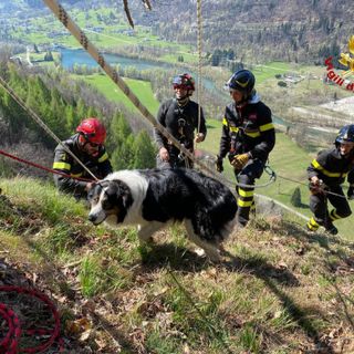 Salvati dai Vigili del fuoco due cani bloccati da giorni sopra Verampio