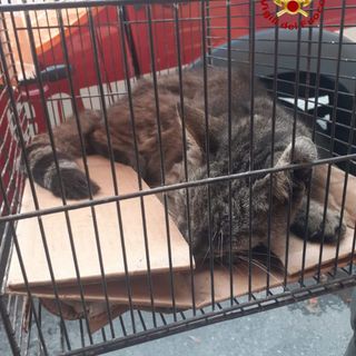 Gatto intrappolato in una canna fumaria salvato dai Vigili del fuoco