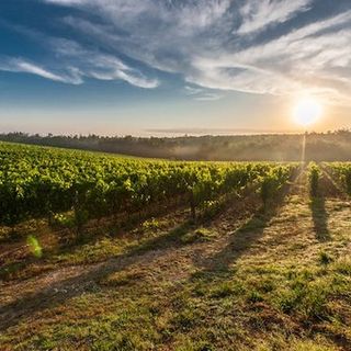 Produttori vinicoli del Piemonte lanciano un grido d'allarme: periodo critico per l'agricoltura