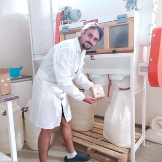 Polenta di Beura, raccolto il mais: un'eccellenza agricola nonostante la siccità FOTO e VIDEO