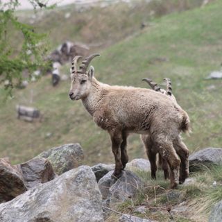 Parco Veglia Devero, in crescita la popolazione di stambecchi