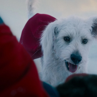 Tutti vogliono bene al cane di Superman
