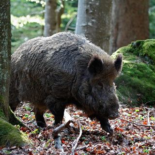 Coldiretti Piemonte,  cinghiali: ancora troppo pochi gli abbattimenti