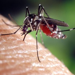 Zanzare e contagi in aumento: "La Regione intervenga sul West Nile Virus"