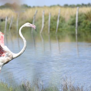 Liberato nel delta del Po il fenicottero rosa trovato stremato dalla polizia provinciale
