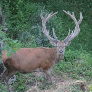 Il comprensorio VCO3 pubblica uno studio sulla gestione degli ungulati