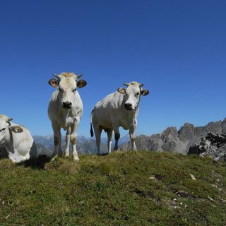 Coalvi: aumento dei prezzi minaccia gli allevamenti bovini piemontesi di qualità
