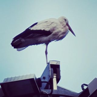 Una cicogna 'trova' casa a Piedimulera