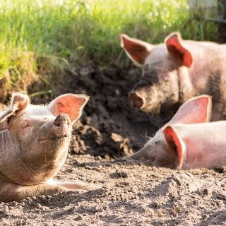 Regione, prorogato bando per la biosicurezza negli allevamenti suini