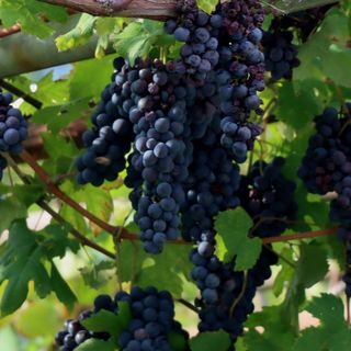 Vendemmia in Vallese: poca quantità, molta qualità