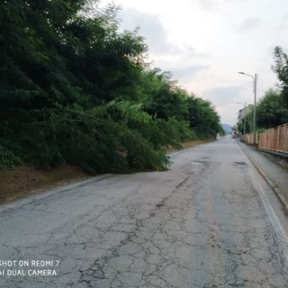 Pianta sulla strada in via Toce a Villadossola