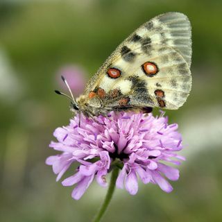 Workshop nazionale dedicato alle farfalle al Parco Val Grande