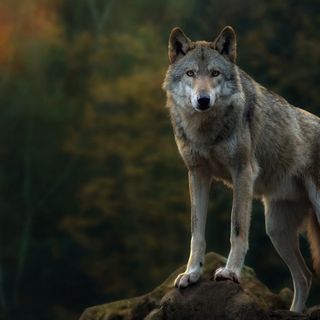 Presenza del lupo in Canton Ticino: approfondimenti del Consiglio di Stato