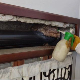 Interventi per nidi di vespe e calabroni, le precisazioni dei vigili del fuoco