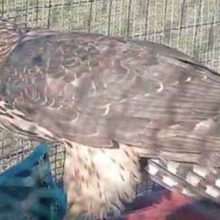 Rapace intrappolato, salvato dai Vigili del fuoco