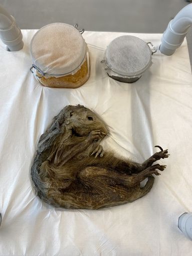 La marmotta del Lyskamm svela la sua età: esemplare del Neolitico vissuto 6.600 anni fa