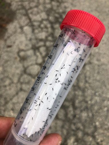 In Piemonte lotta biologica contro la Drosophila suzukii In Piemonte lotta biologica contro la Drosophila suzukii