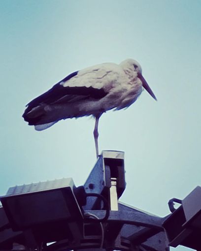 Una cicogna 'trova' casa a Piedimulera