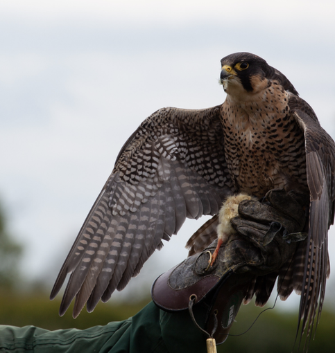 A Domobianca365 una giornata dedicata alla scoperta del mondo dei rapaci A Domobianca365 una giornata dedicata alla scoperta del mondo dei rapaci