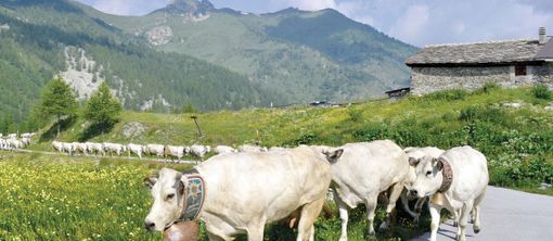 La fassona piemontese protagonista al G7, Coldiretti: &quot;Un prodotto da valorizzare anche sul territorio&quot;