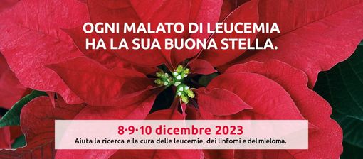 Le Stelle di Natale della ricerca arrivano in Ossola: dove acquistarle Le Stelle di Natale della ricerca arrivano in Ossola: dove acquistarle