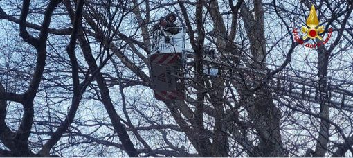 Rami pericolanti al parco di Villa Antonia a Santa Maria, intervento dei Vigili del fuoco