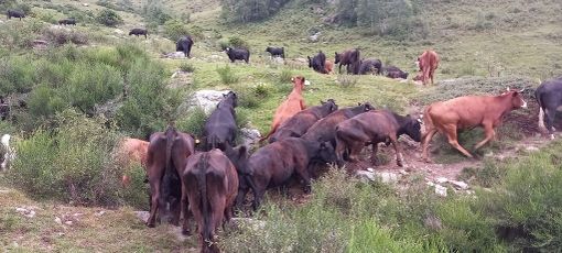 Regione Piemonte, rientro anticipato dai pascoli: contrasto e prevenzione della dermatite nodulare