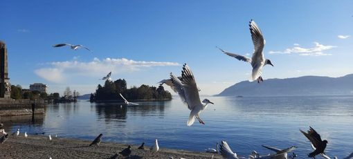 Pochissima pioggia prevista, rischio siccità per tutto febbraio Pochissima pioggia prevista, rischio siccità per tutto febbraio