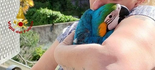 Recuperato dai vigili del fuoco un pappagallo scappato al suo proprietario