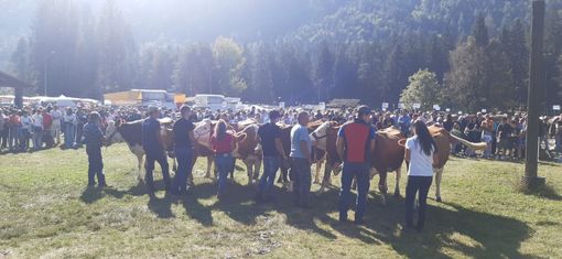 In tanti alla Mostra bovina di Santa Maria FOTO In tanti alla Mostra bovina di Santa Maria FOTO