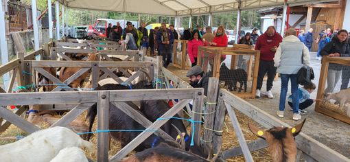 Allevatori e produttori alla mostra del capretto vigezzino FOTO Allevatori e produttori alla mostra del capretto vigezzino FOTO