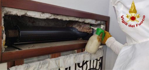 Interventi per nidi di vespe e calabroni, le precisazioni dei vigili del fuoco