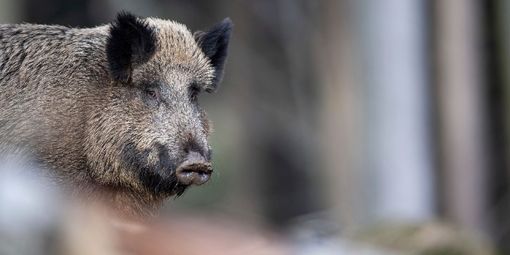 Peste Suina, Coldiretti Novara-Vco: “Inaccettabile situazione di stallo”