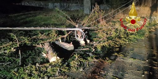 Macugnaga, pianta cade e abbatte palo della linea elettrica Macugnaga, pianta cade e abbatte palo della linea elettrica