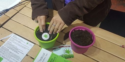 Dolore cronico e nausea da chemio, in Piemonte cresce l'uso di cannabis terapeutica Dolore cronico e nausea da chemio, in Piemonte cresce l'uso di cannabis terapeutica