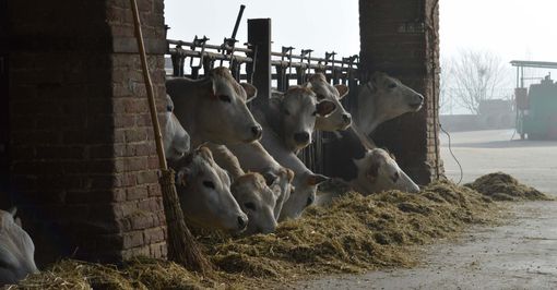 Coldiretti, razza piemontese: servono gli elementi per applicare legge contro pratiche sleali