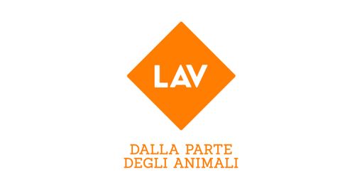 La Lav denuncia l'abbandono di una volpe ferita La Lav denuncia l'abbandono di una volpe ferita