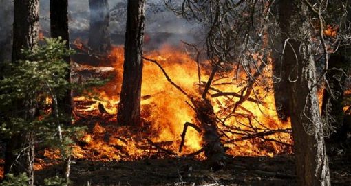 Incendi boschivi, indagine dell'Uncem per capire come vanno prevenzione e gestione dell'emergenza Incendi boschivi, indagine dell'Uncem per capire come vanno prevenzione e gestione dell'emergenza