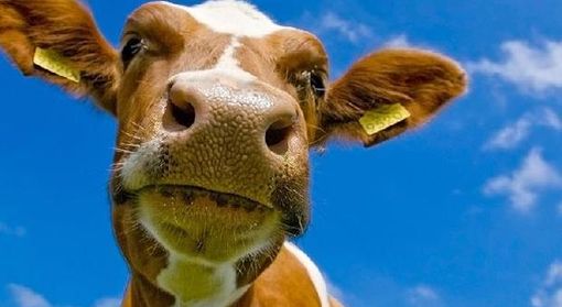 Coldiretti Piemonte, Blue Tongue: chiarire le procedure sanitarie per gli allevatori che alpeggiano in Francia Coldiretti Piemonte, Blue Tongue: chiarire le procedure sanitarie per gli allevatori che alpeggiano in Francia