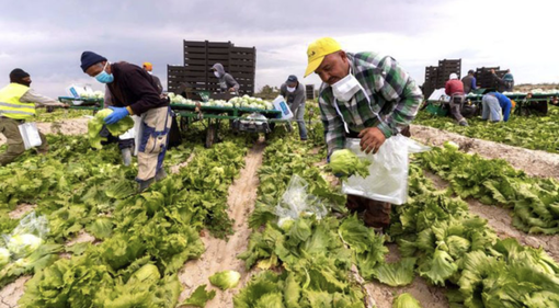 Decreto Flussi, Confagricoltura attacca: "Numeri insufficienti per il territorio piemontese" Decreto Flussi, Confagricoltura attacca: "Numeri insufficienti per il territorio piemontese"
